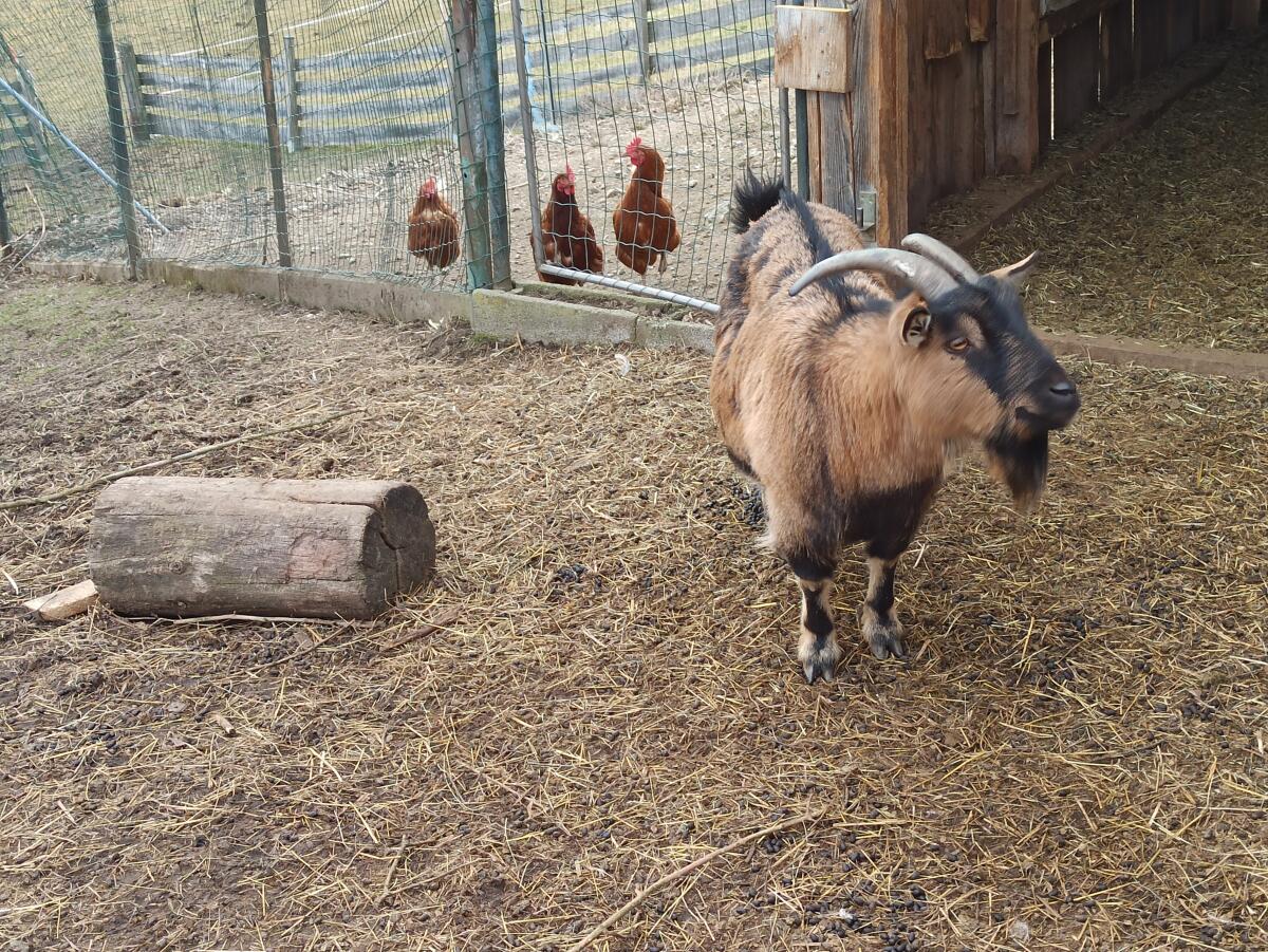 Zwergziegen zu verkaufen 3