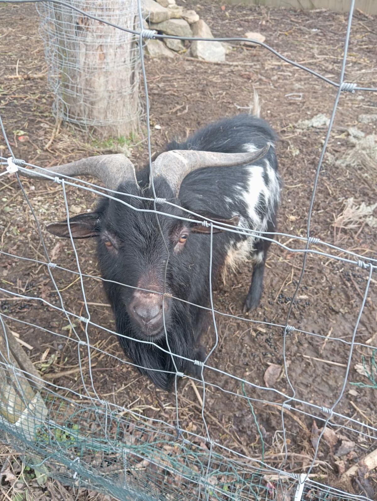 Zwergziegenbock - Strietzi passt leider nicht zu uns 2