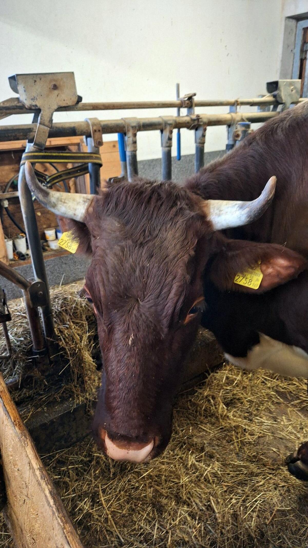 22 Pinzgauer Kühe mit Kälbern zu verkaufen. 3