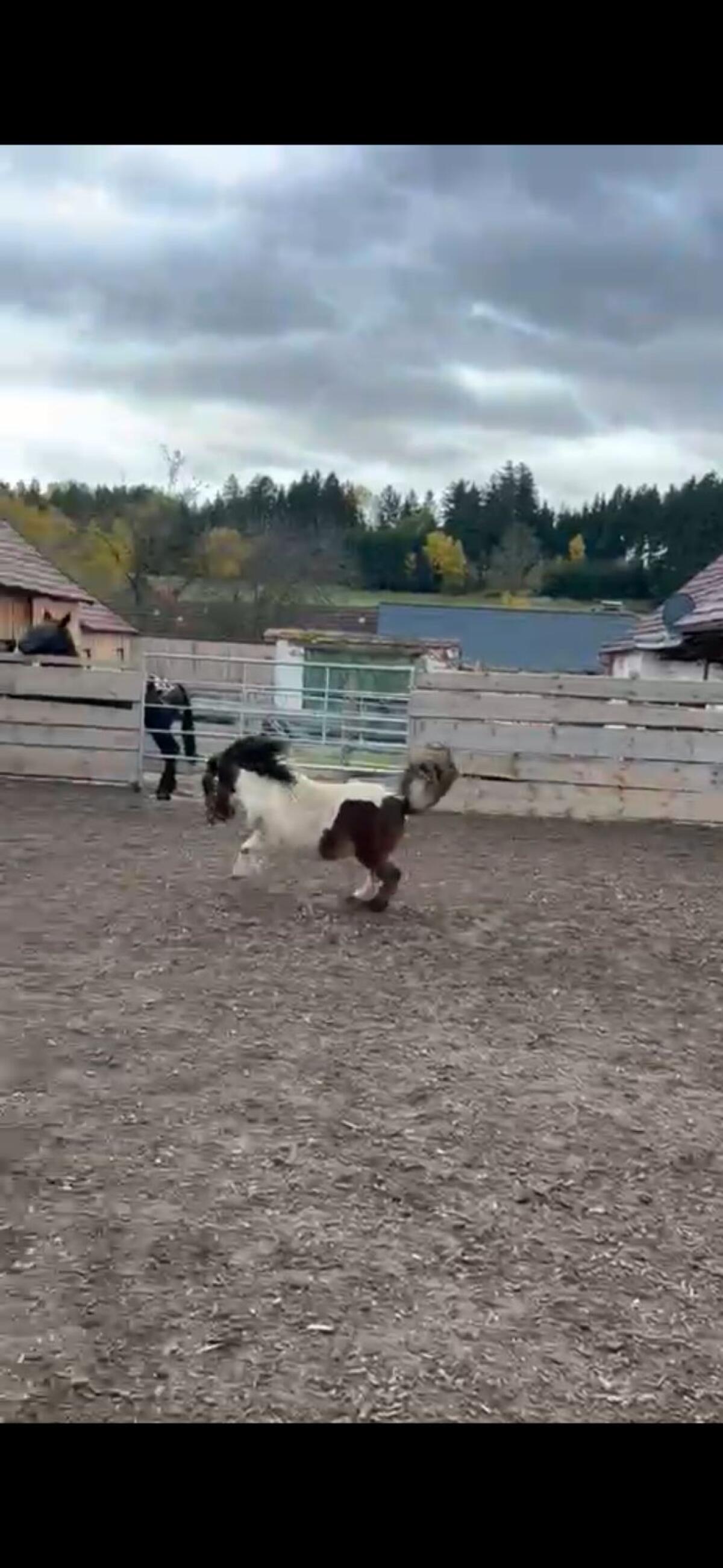 Mini Shetlandpony 2