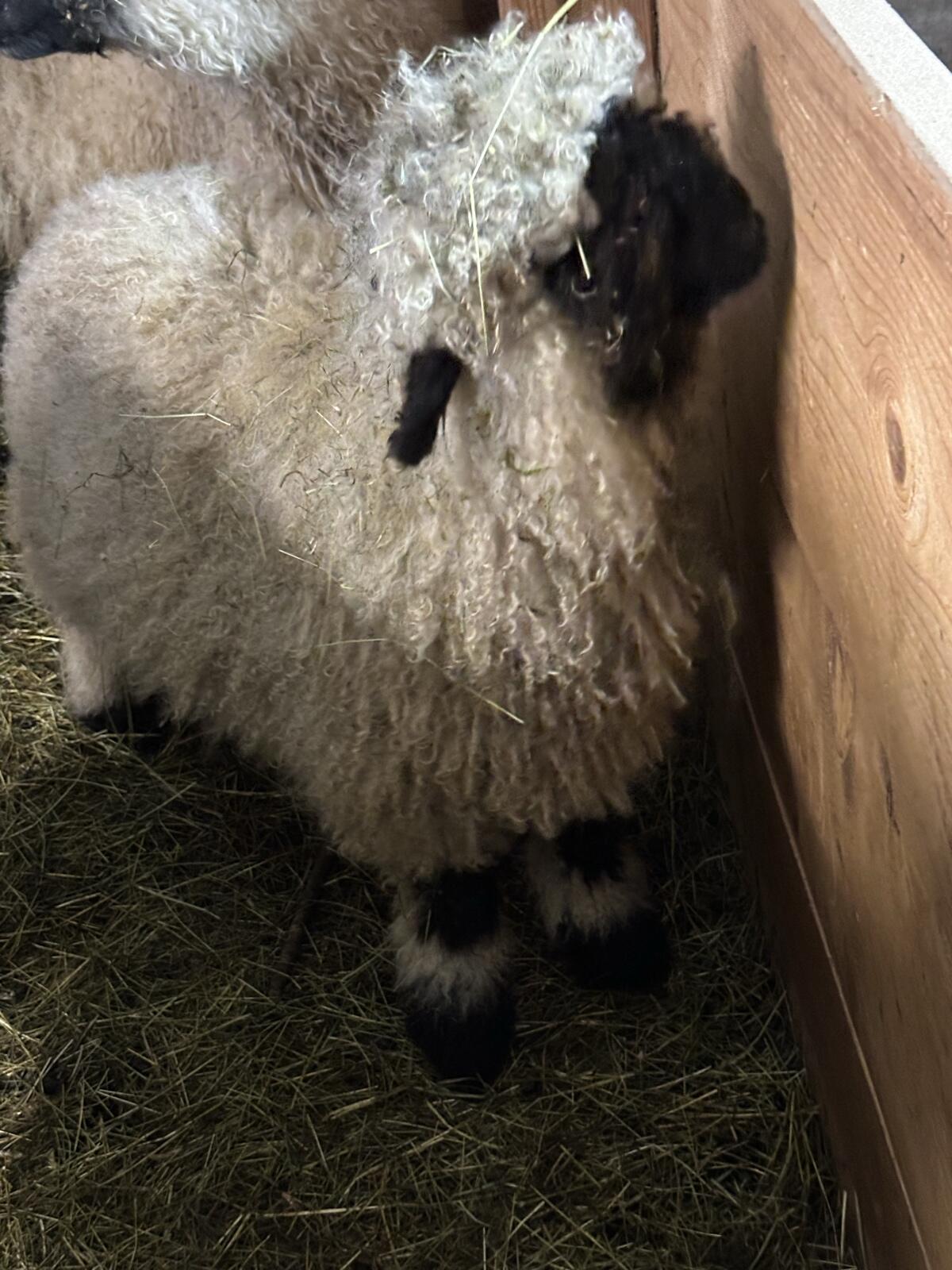 Verkaufe Walliser Schwarznasenschaf 2