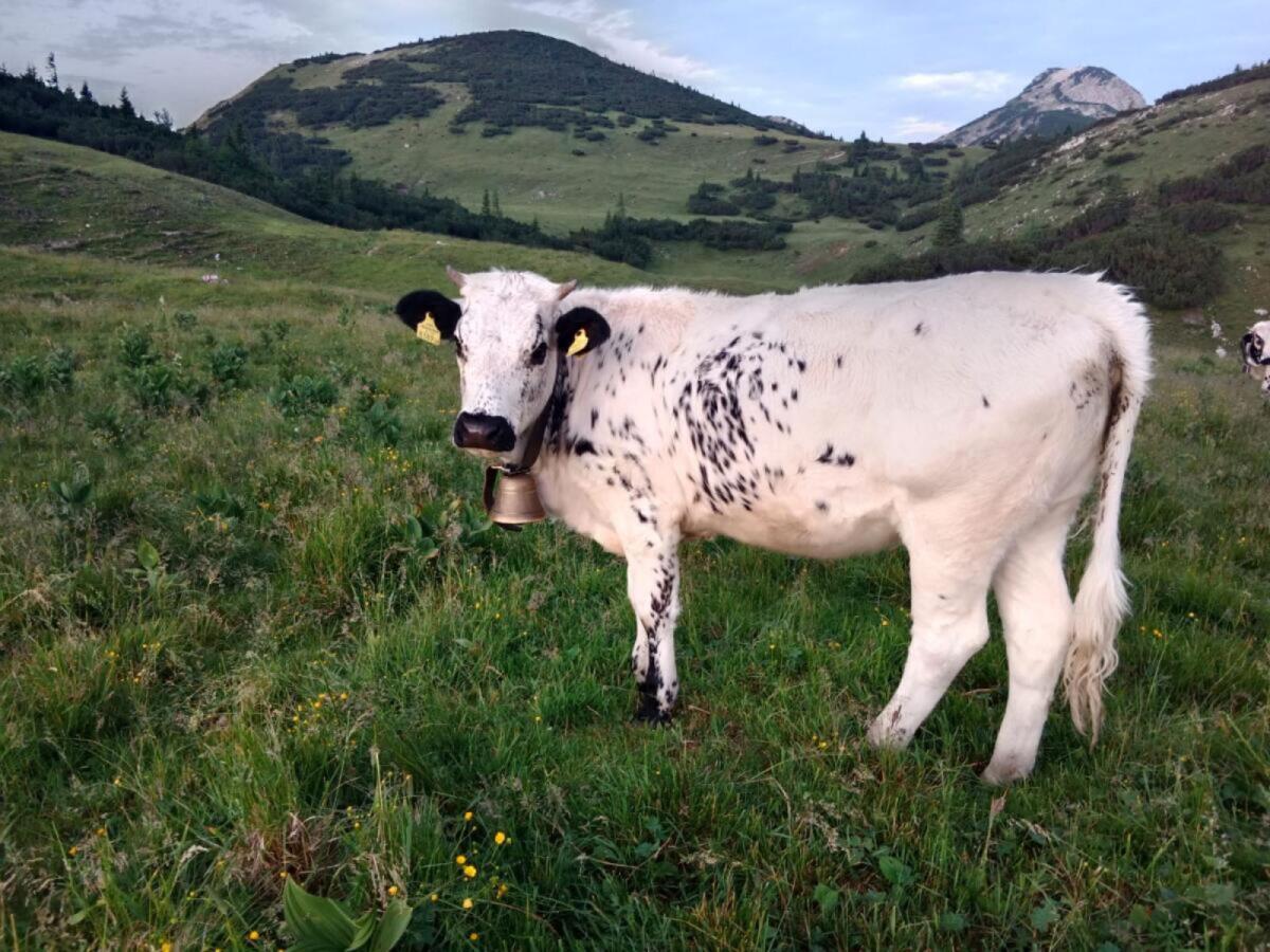 6 Pustertaler Sprinzen aus BIO-Haltung Herdebuch A 3