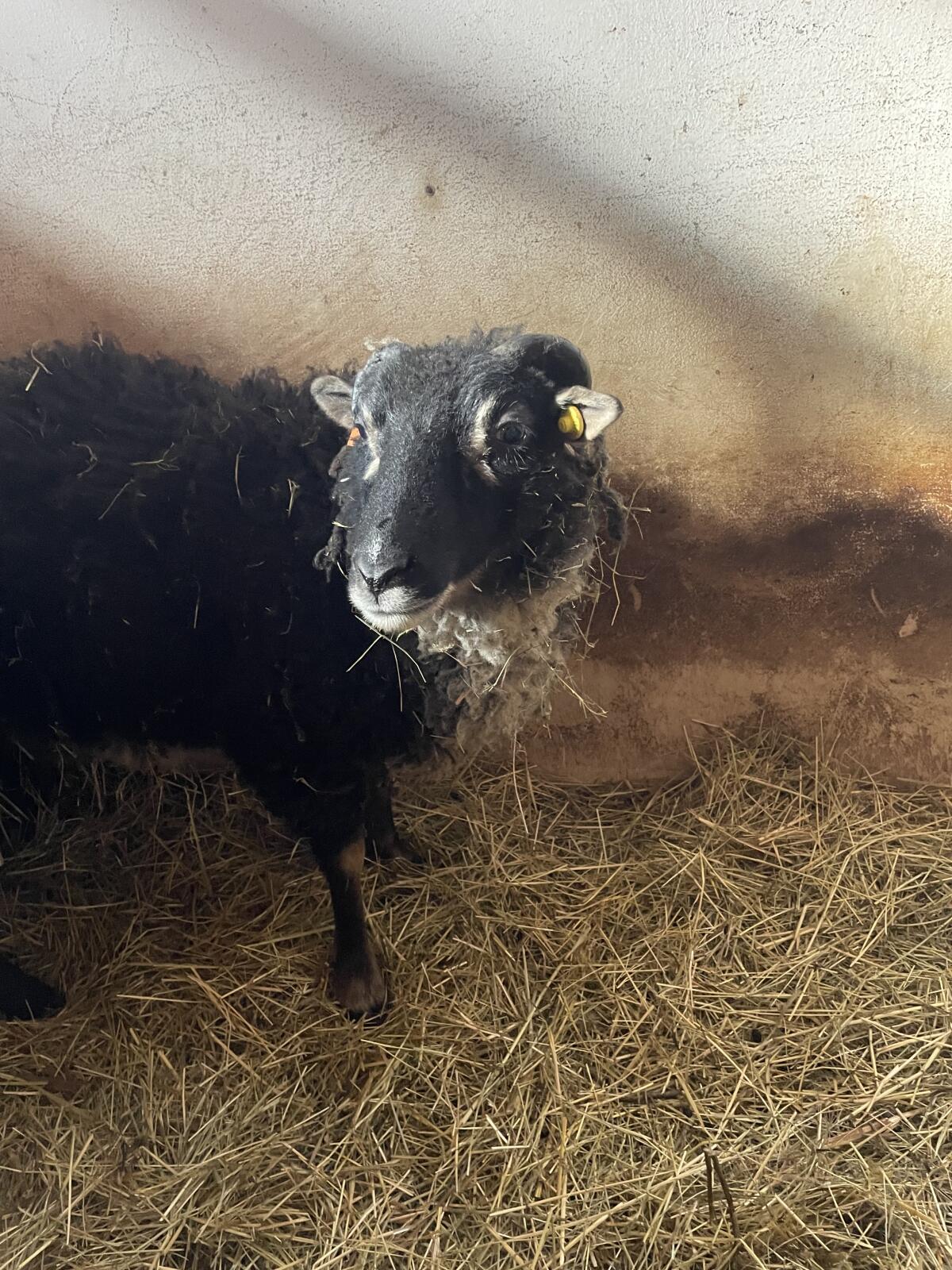 Kastrierter Shetland-Schafbock 2