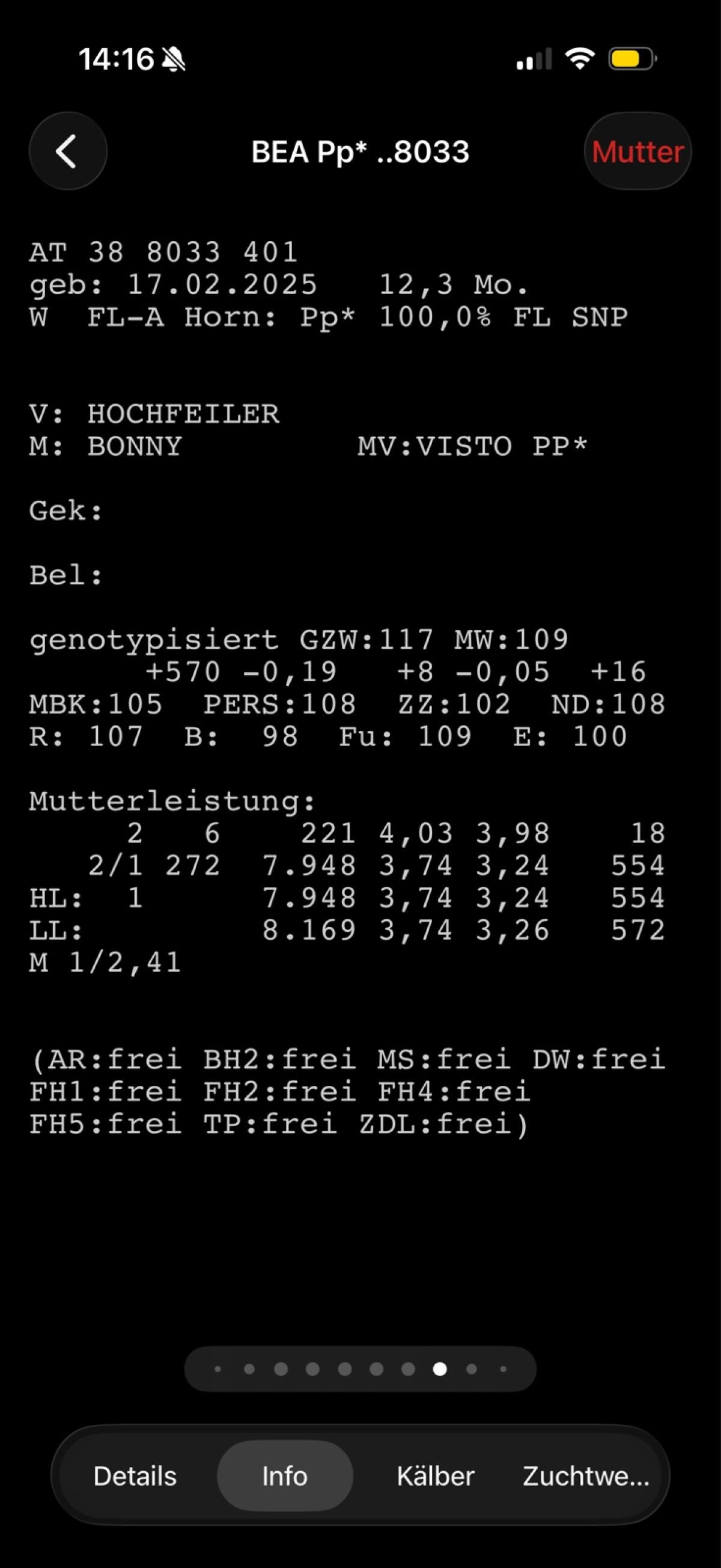 Zuchtkalbinnen 2