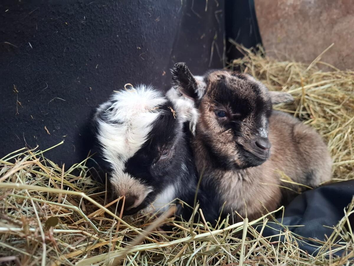 BIO-Minizwergziegen zu verkaufen! 3