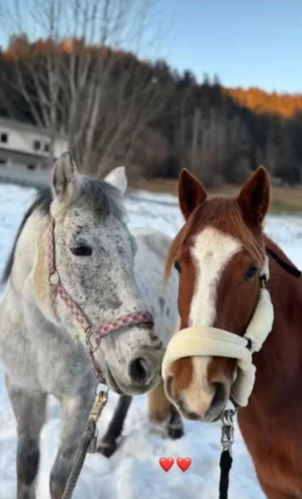 Beisteller Pony Schimmel Stute 3