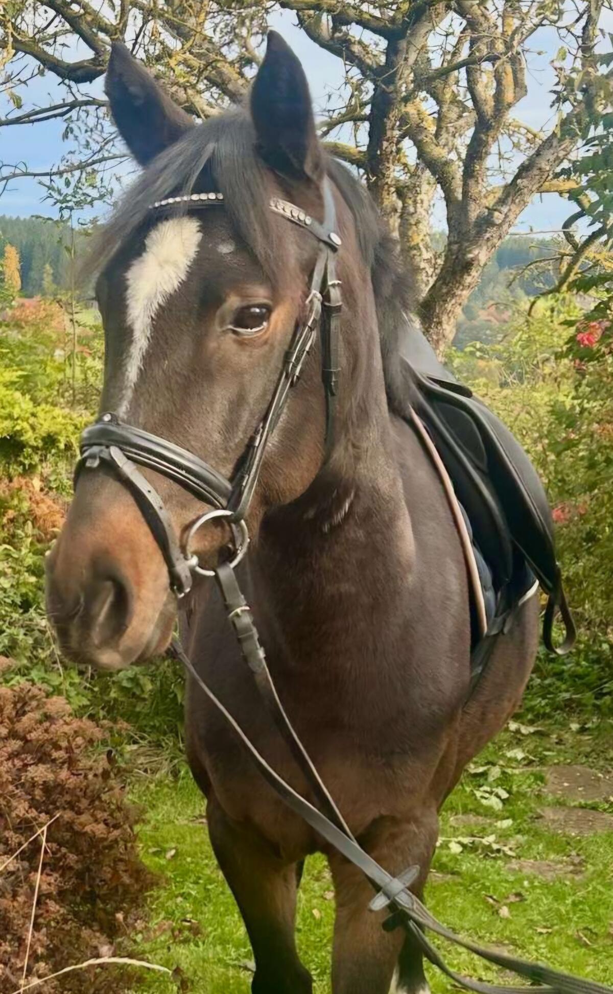 Ponywallach zu verkaufen 2