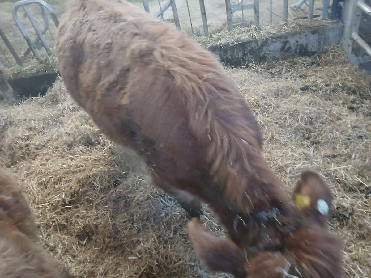 Bio Murbodner Kalbin 3