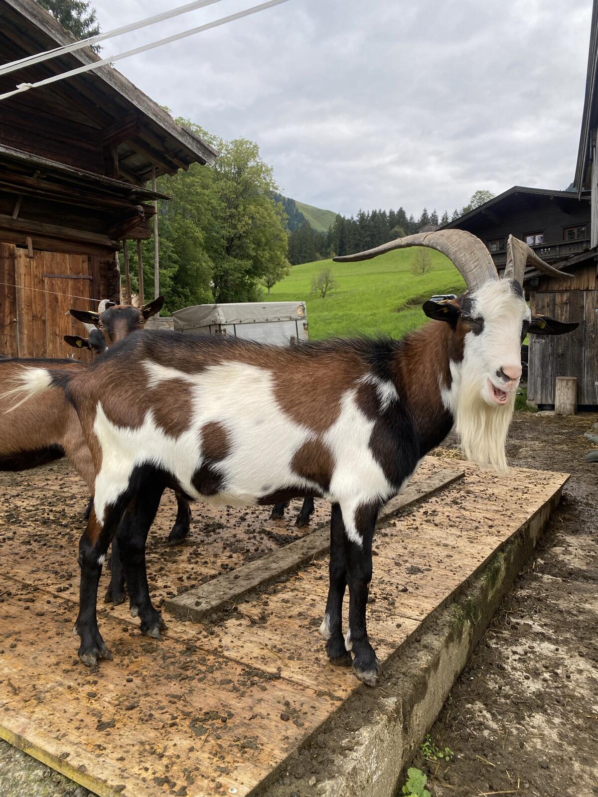 Tauernscheck Ziegenbock Bio 2