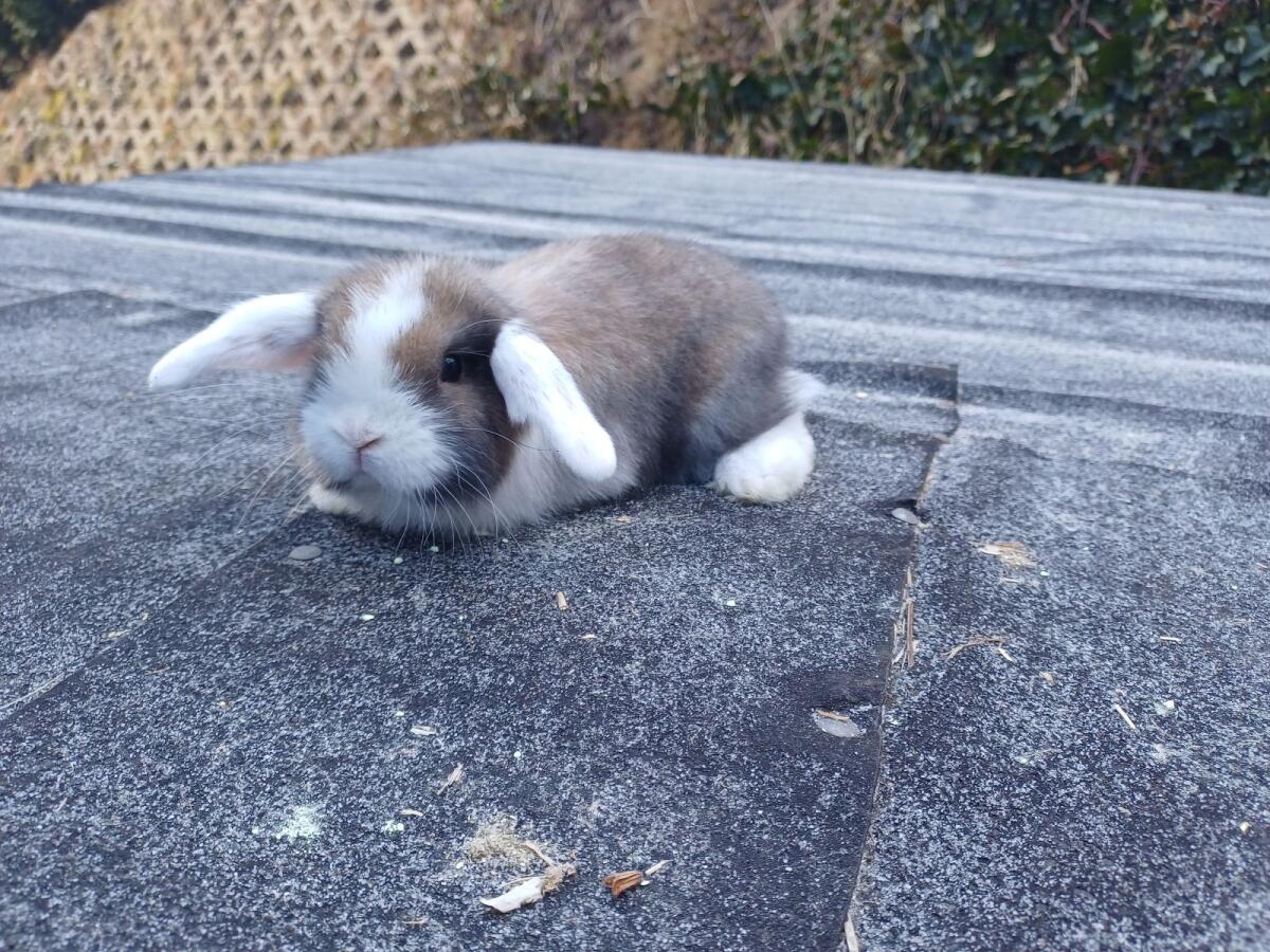 Zwergkaninchen Babys 3