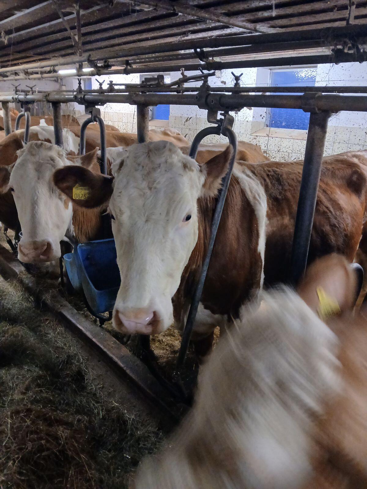 Fleckviehkuh in Milch 2