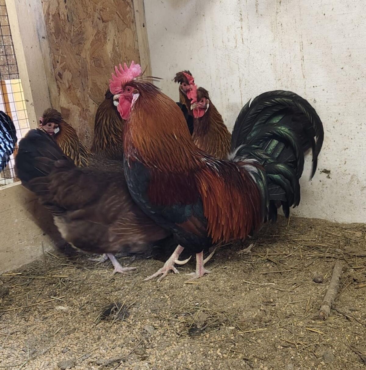 Altsteirer Bruteier 2