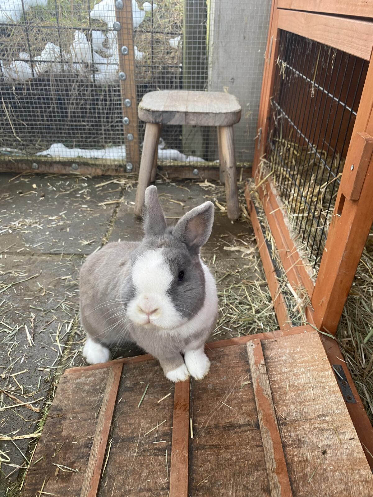 Zwergkaninchen Farbenzwerge und Widder 3