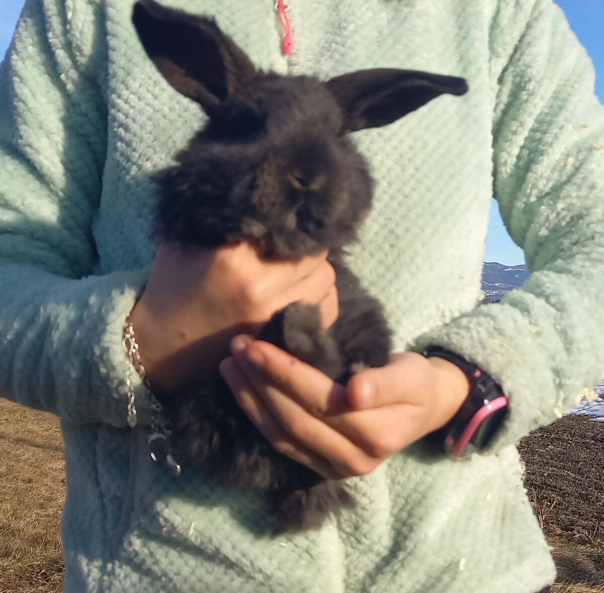 Bunte Riesenwidder 3