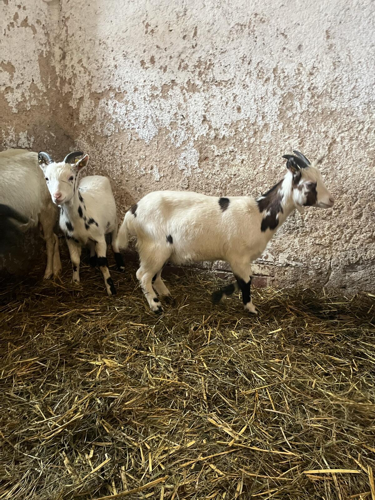 Reinrassige Tauernschecken Kitze 3