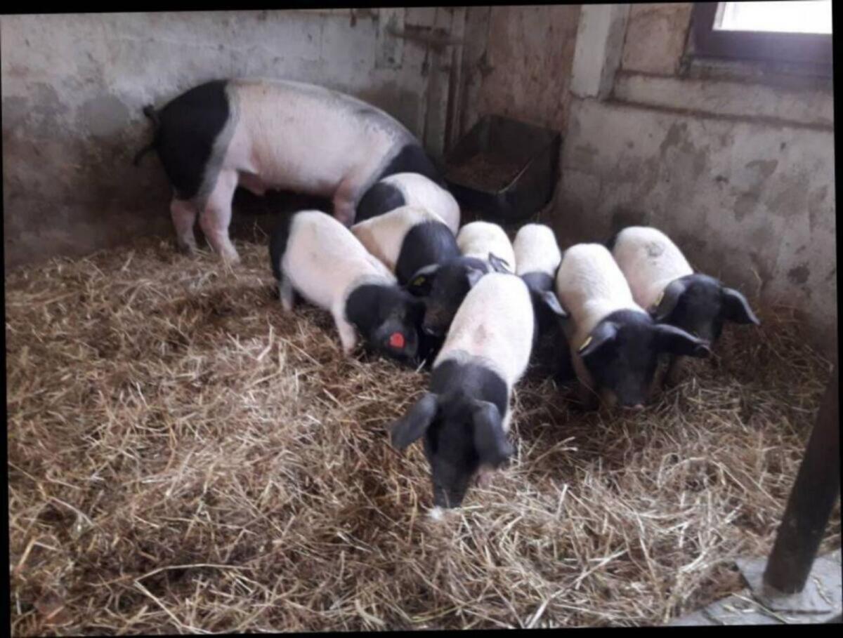 Schwäbisch-Hällische Ferkel 3
