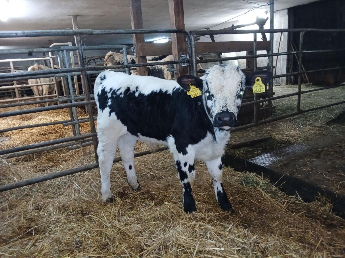 Pustertaler Sprinzen Stier 2