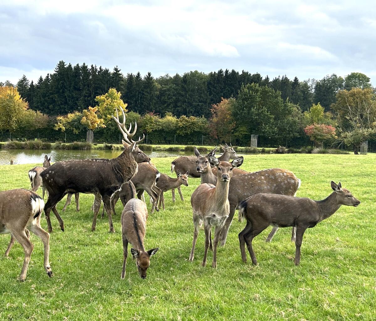 Sikawild, Sikahirsch Dybowski, Sika, Hirsch 2
