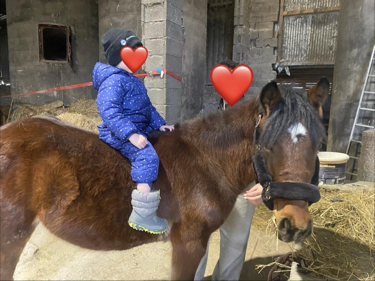 Pony-Wallach 2