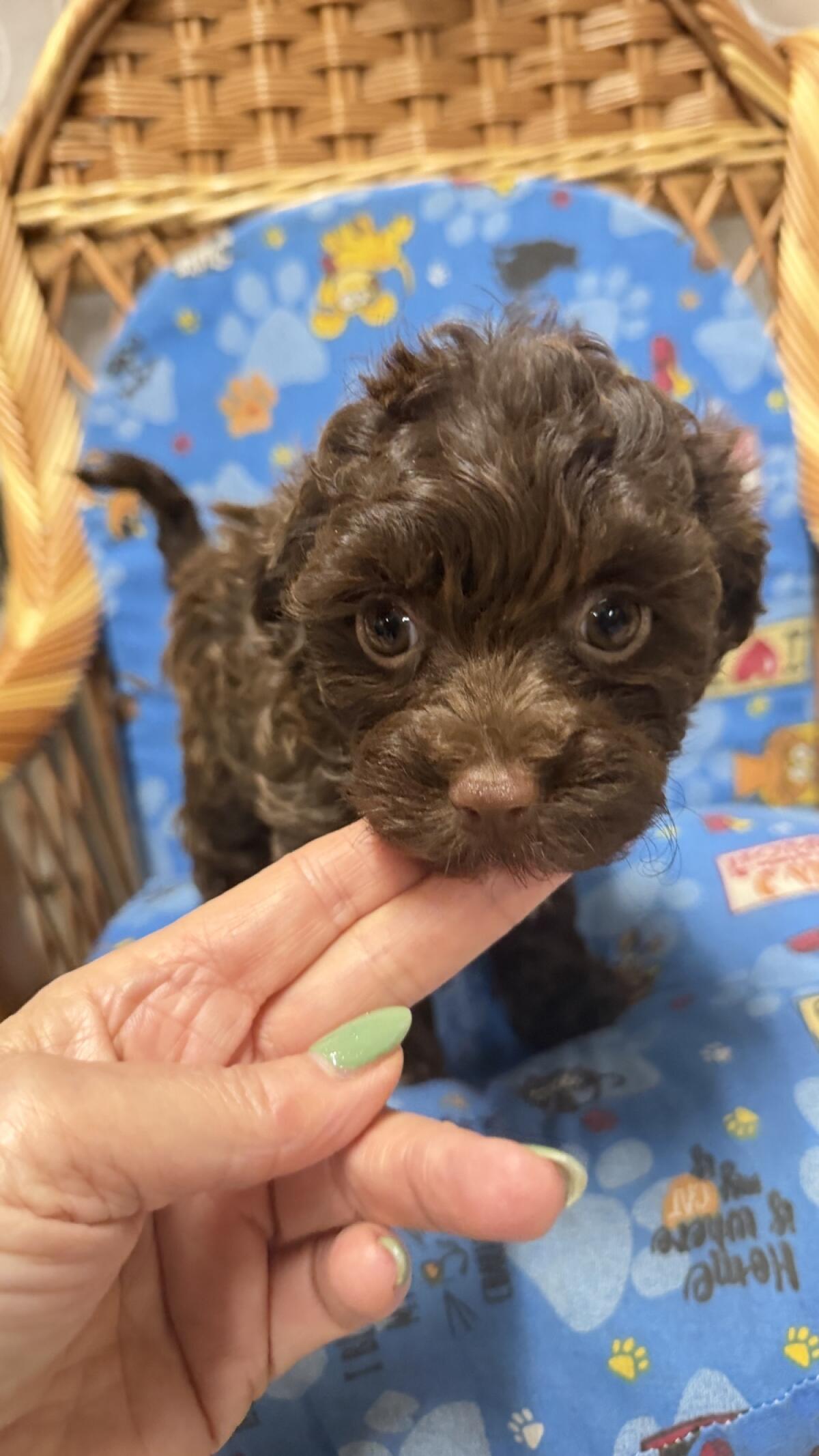 Bolonka Zwetna 8 Wochen mit AT 2