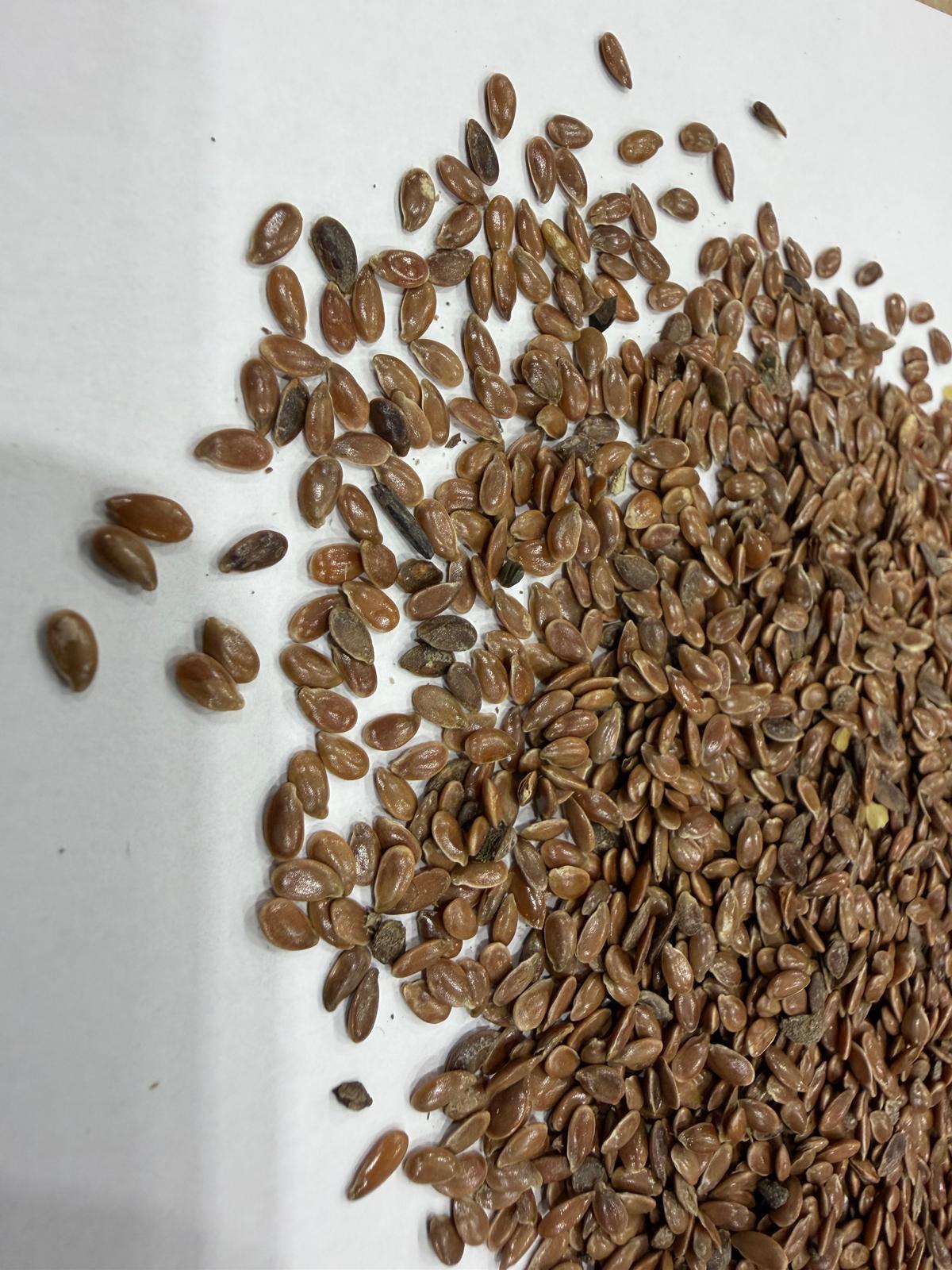 Leinsamen 1.000 kg Big Bag - Ernte 2025 2