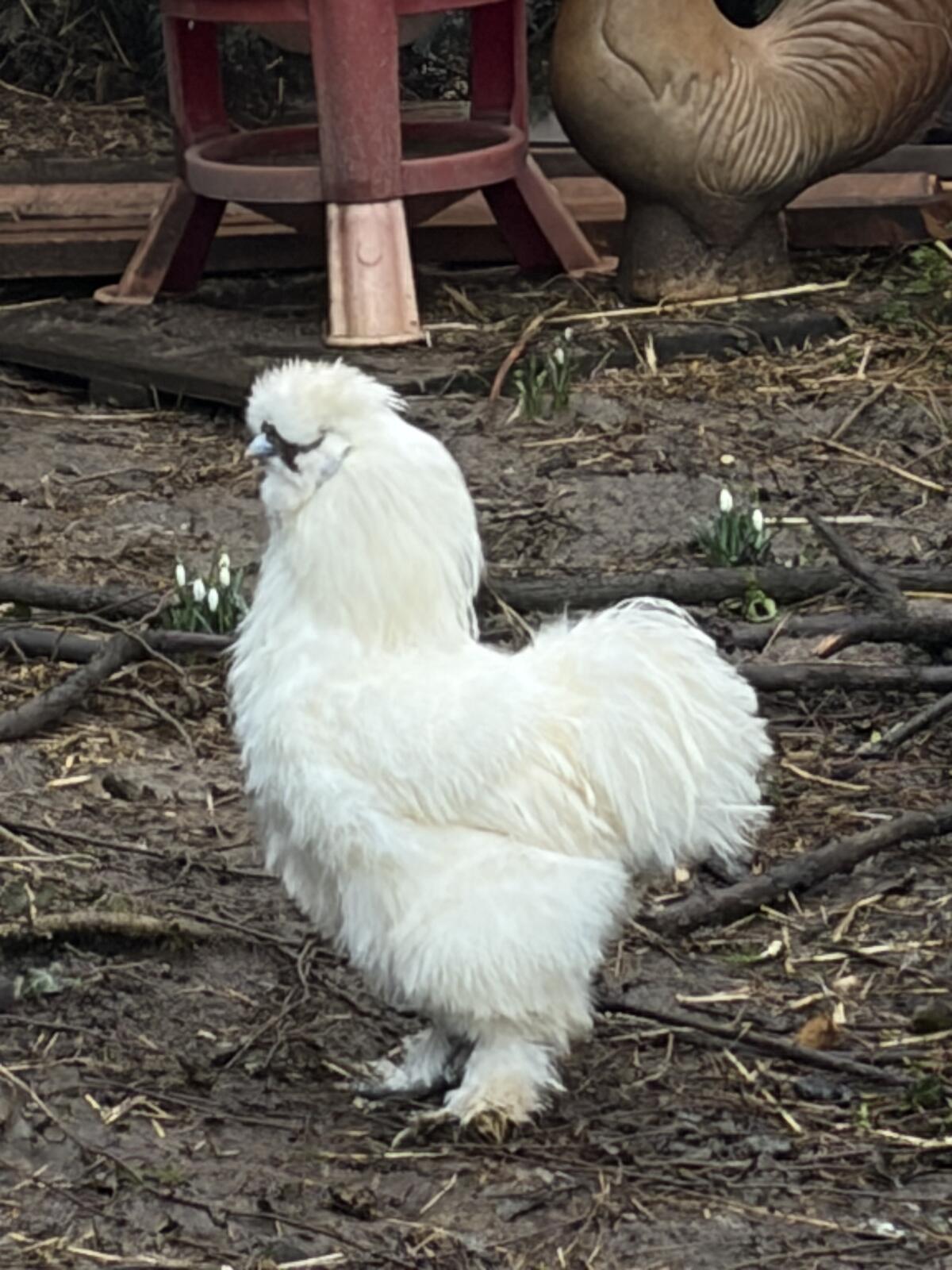 Seidenhuhn-Junghähne 3