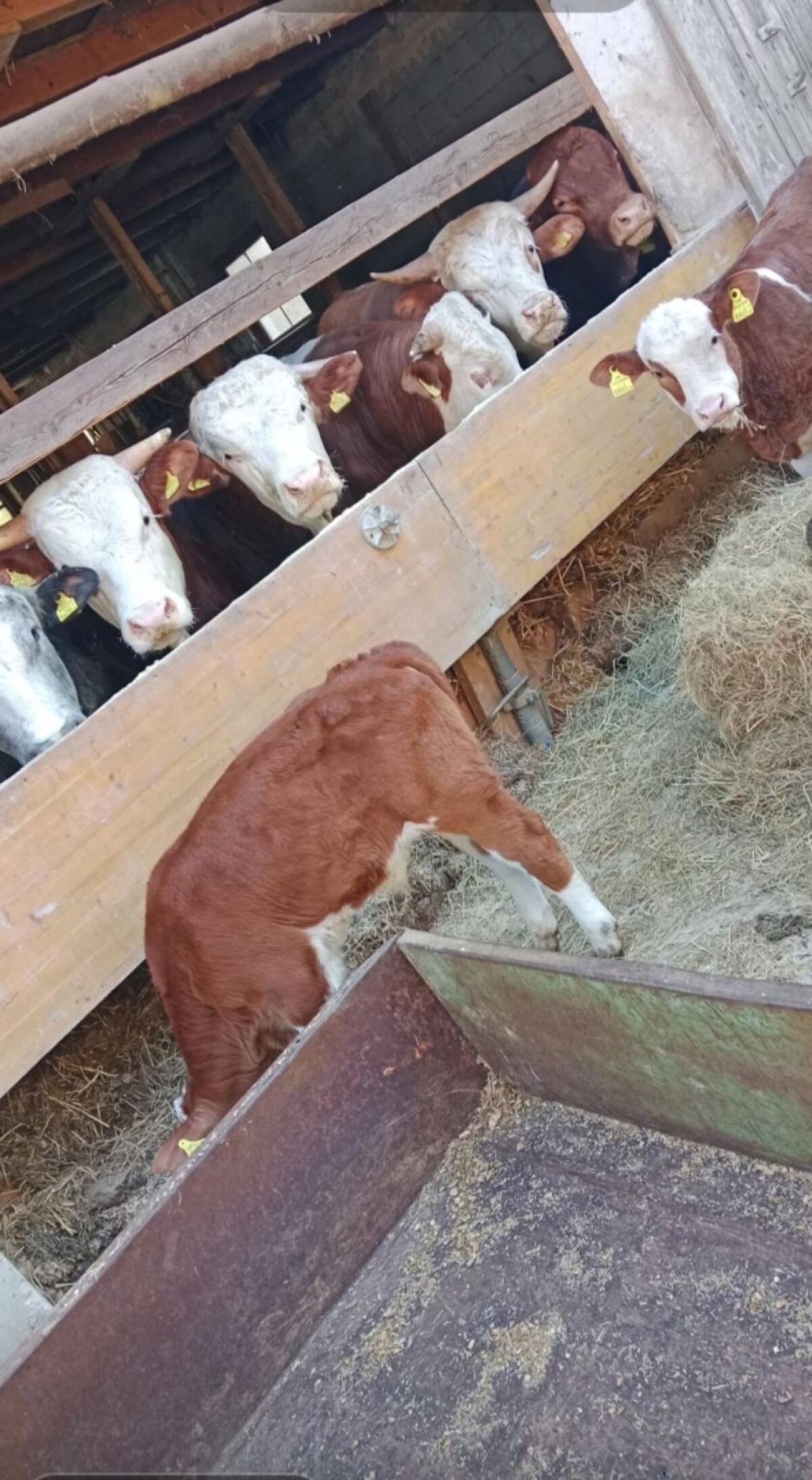 Rindfleisch 2