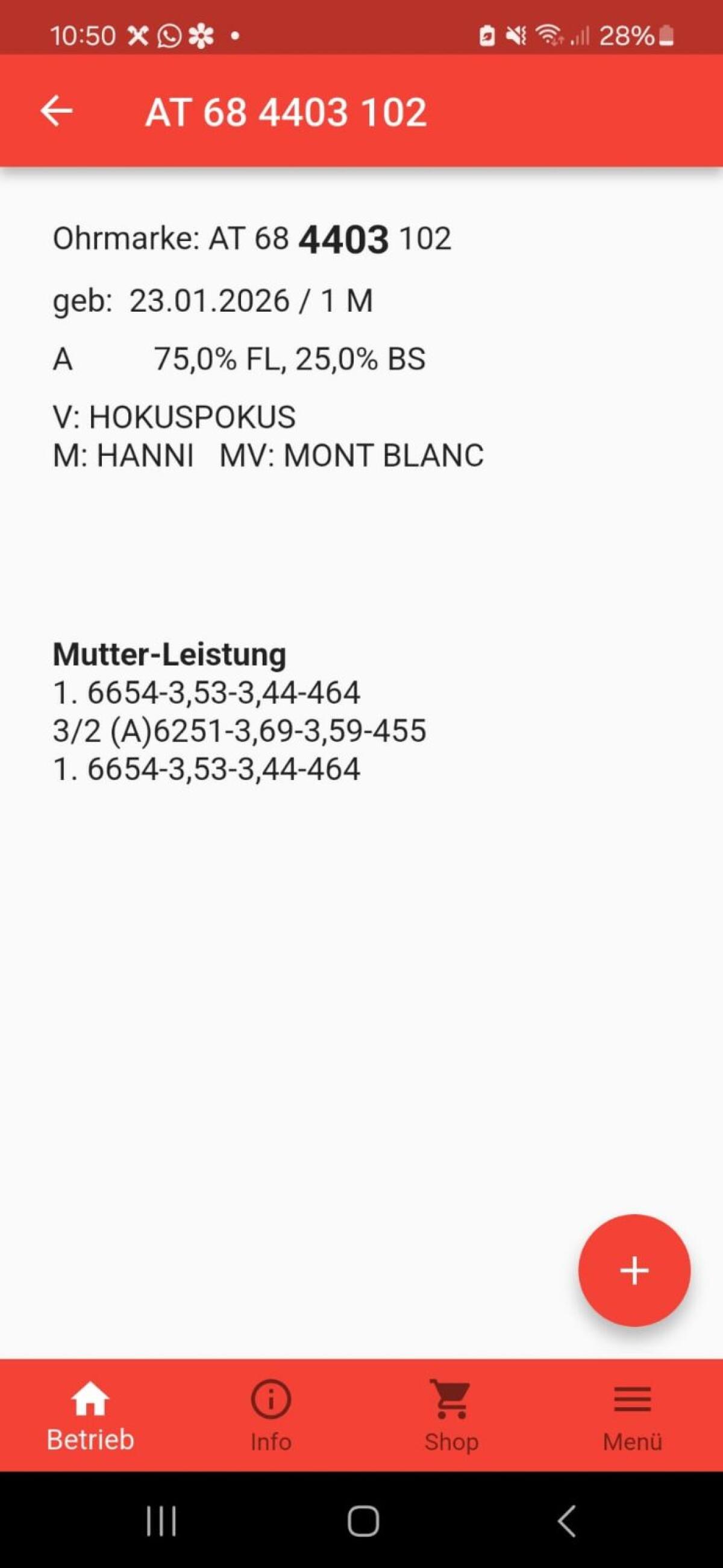 Fleckviehkalb weiblich 3