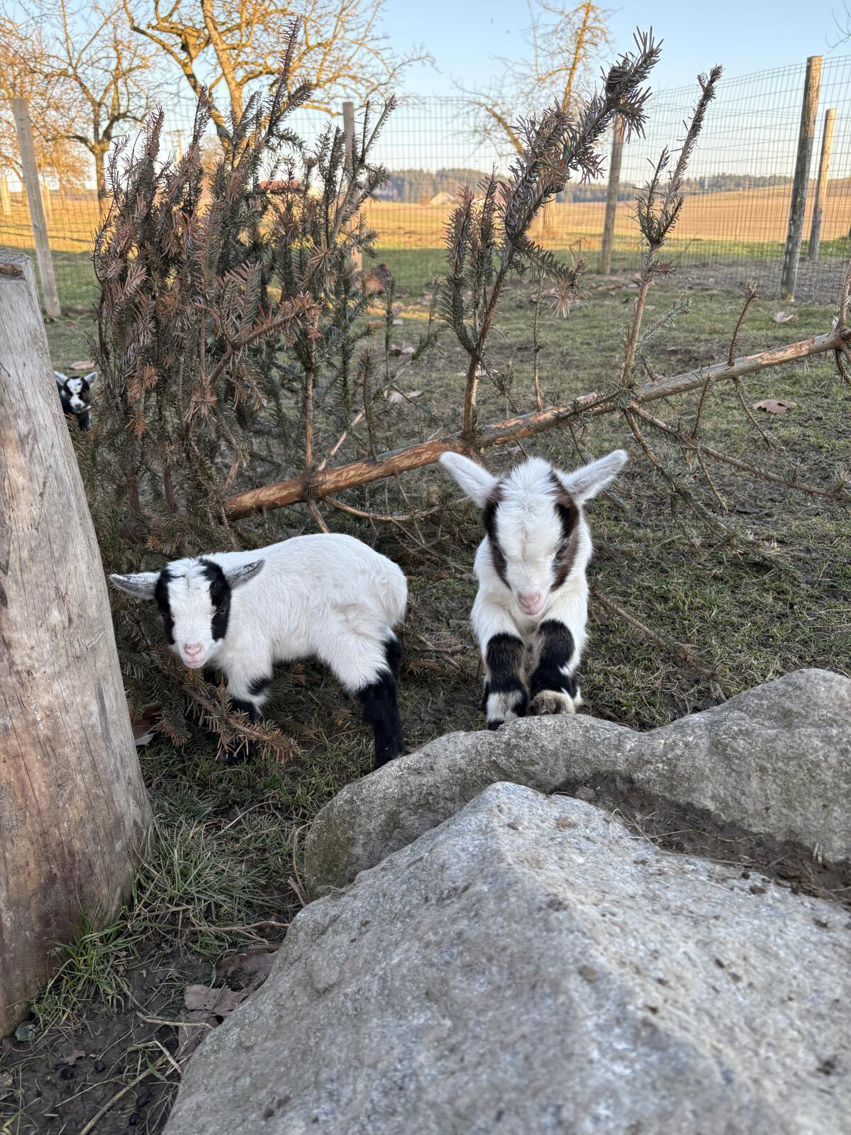 Zwergziegenbock 2
