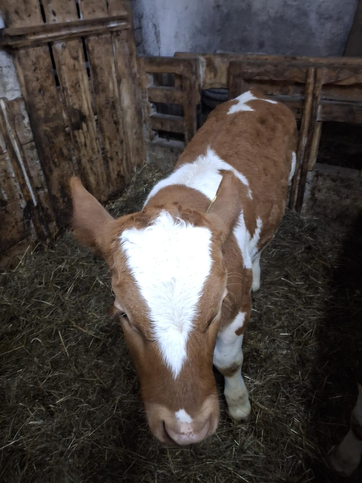 FV Ochse BIO (3 Monate) 2