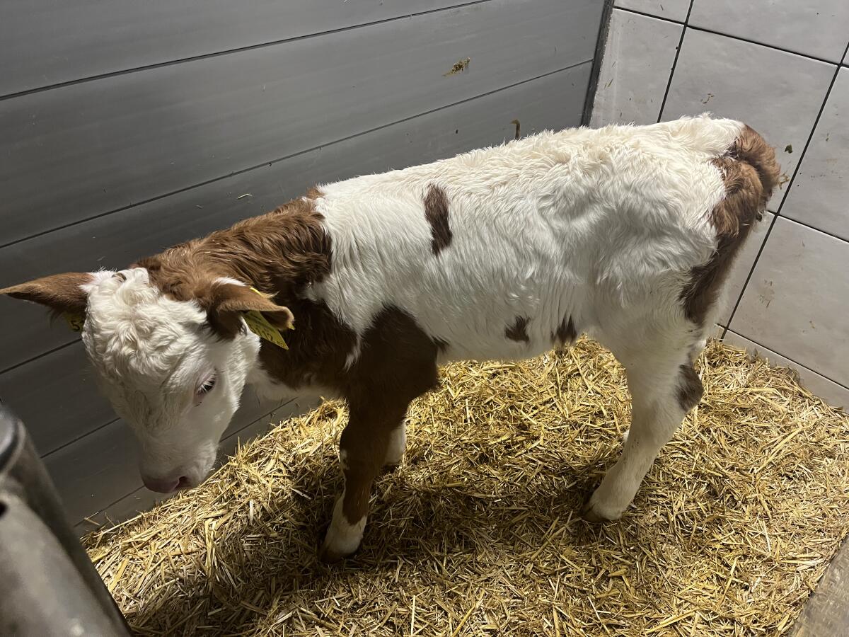 FL Zwillingskälber M/W 2