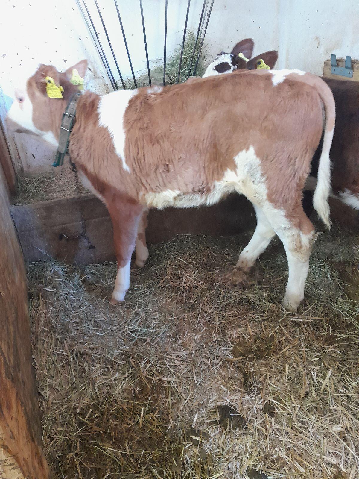 Fleckvieh Zuchtkalb 3