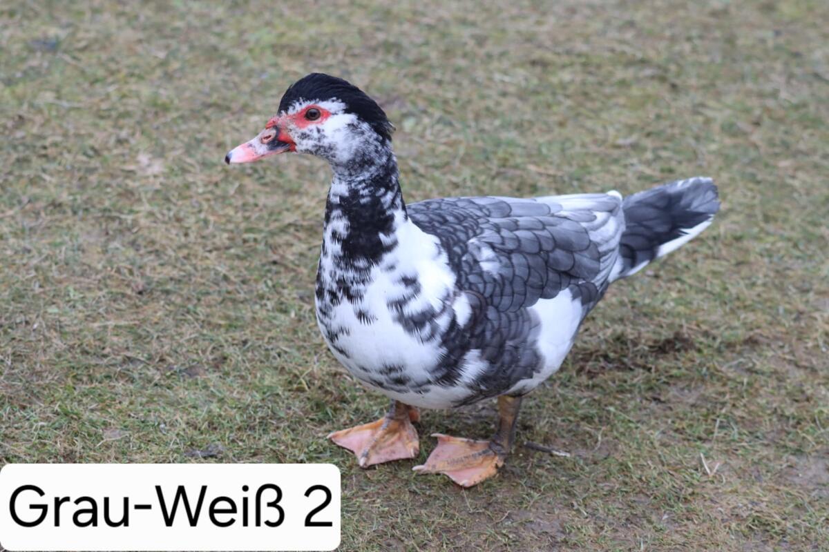 Warzenenten/Moschusenten 3