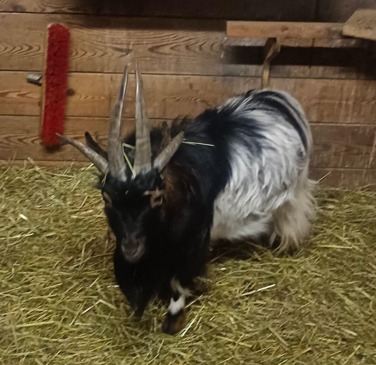 Zwergbock 2