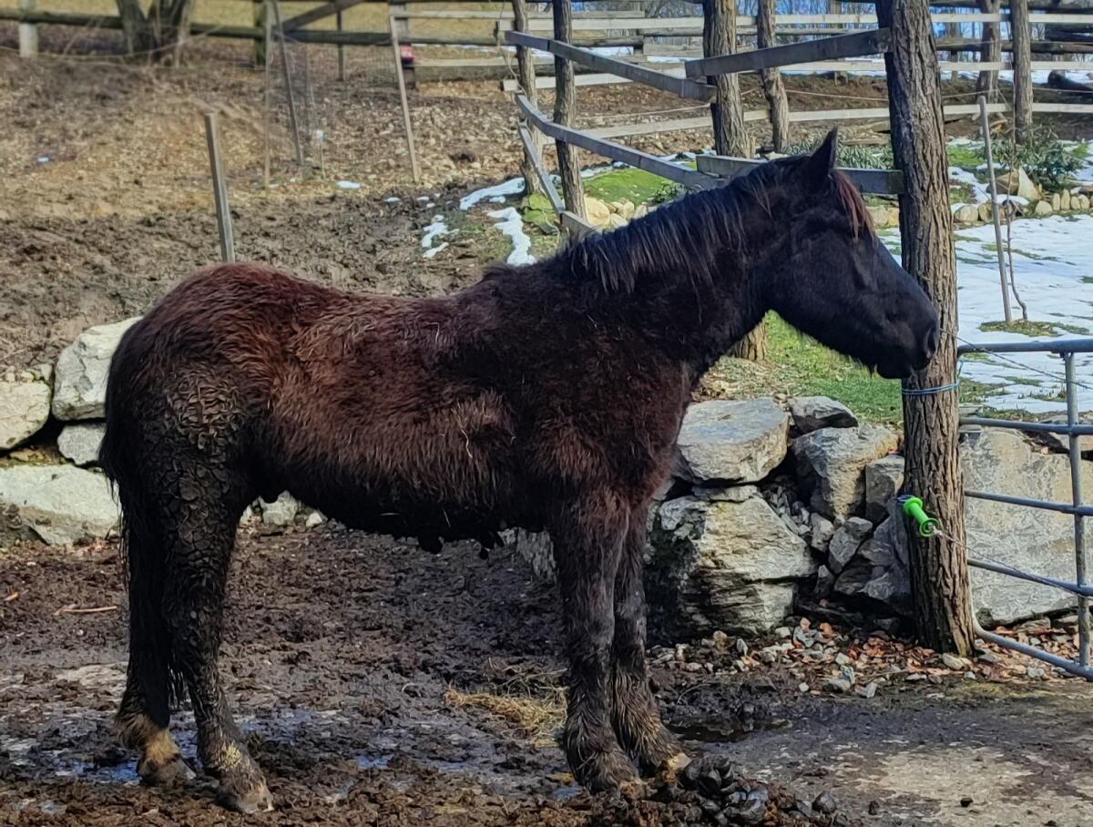 Norika Hengst Grey Moon 2