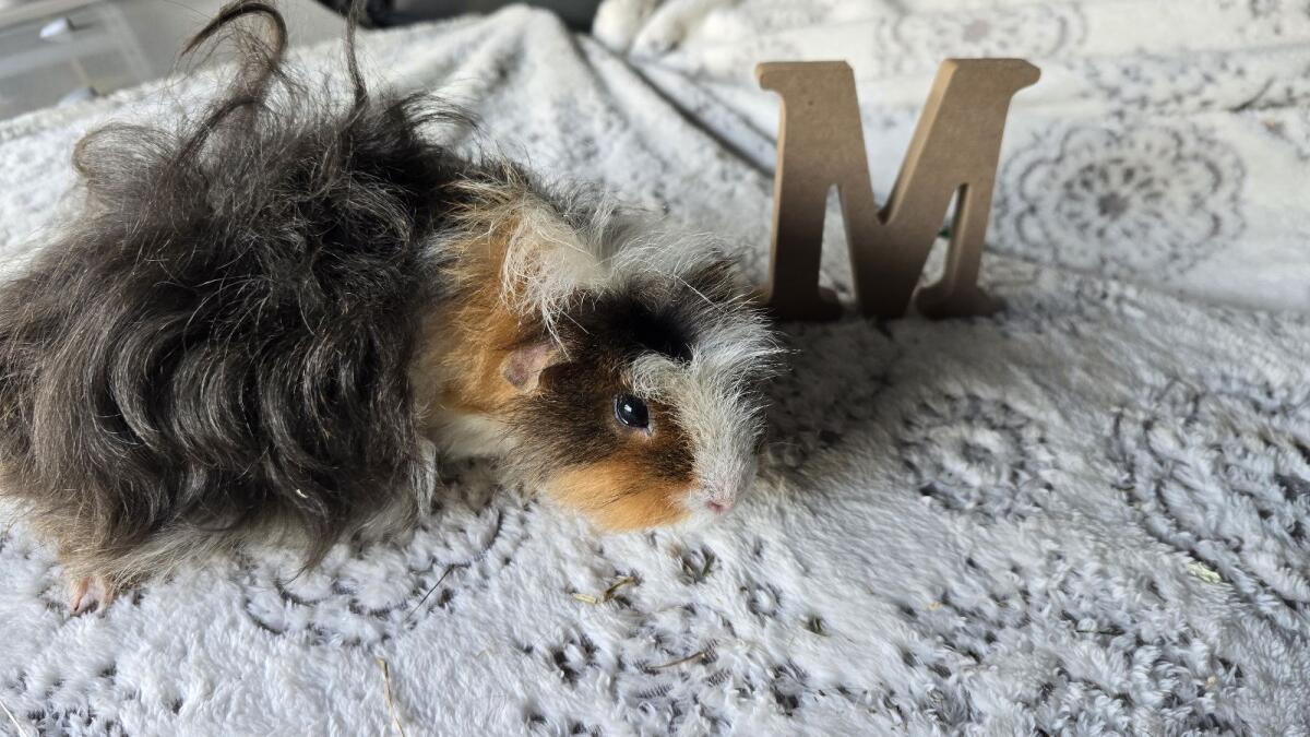 Meerschweinchen männlich 7 Monate alt 3