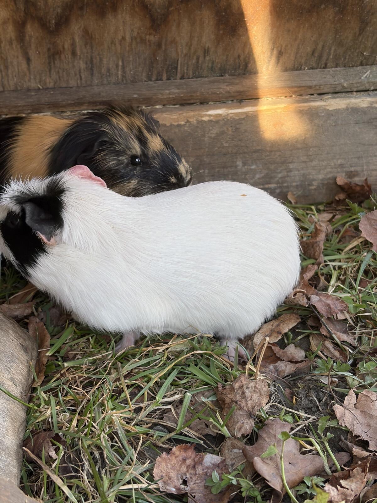 3 Meerschweinchen-Böckchen zu verkaufen 3