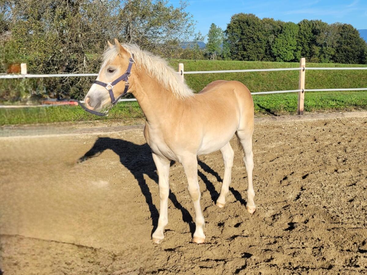 Hübsches Haflingerhengstfohlen 2