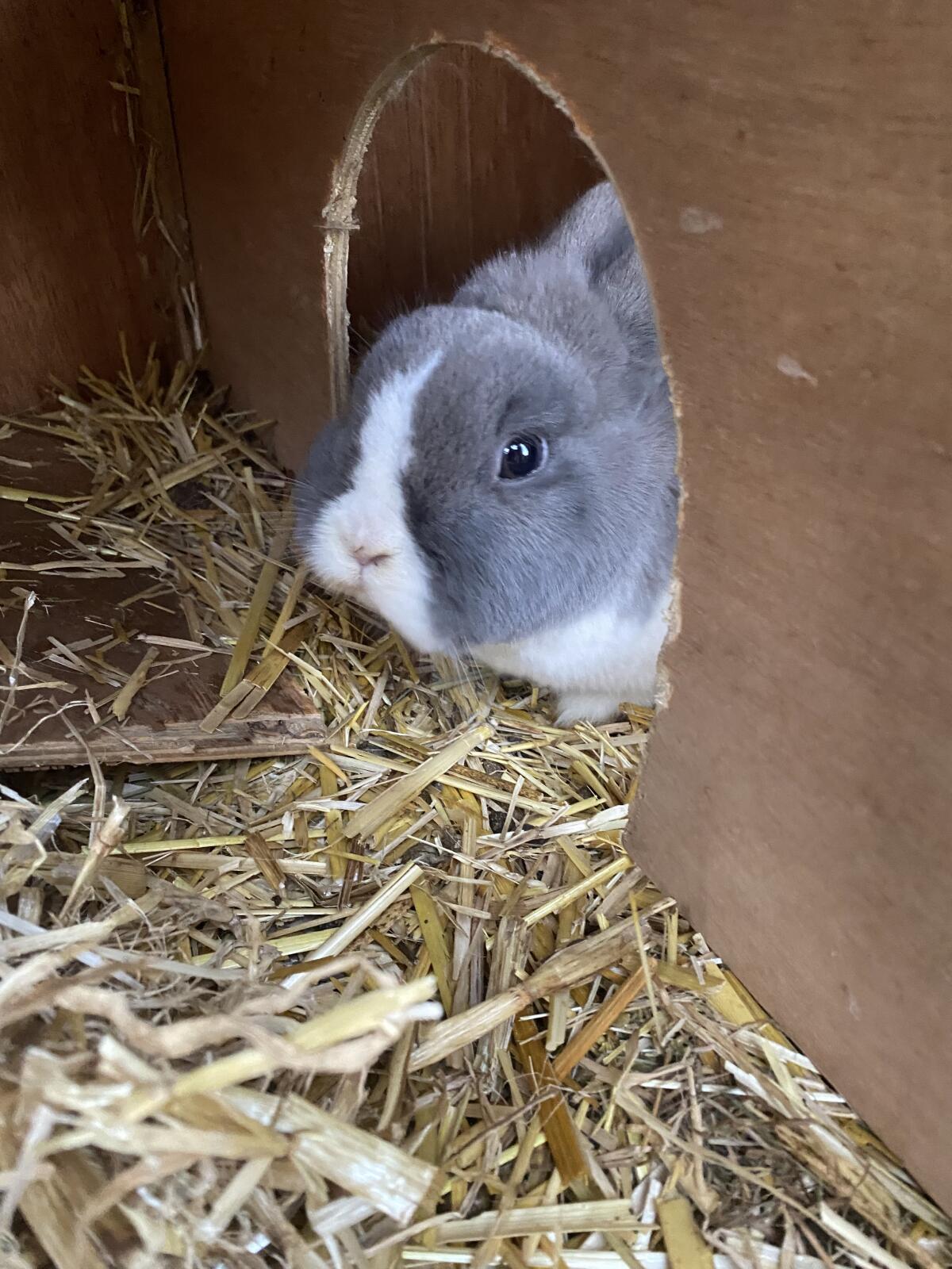 Zwergkaninchen Farbenzwerge und Widder 2