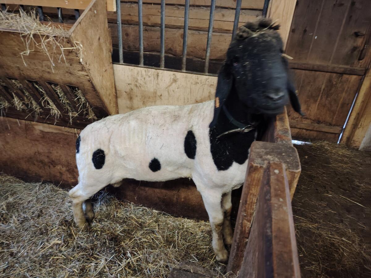 Gescheckte HB-Widder zu verkaufen beide 1b 2