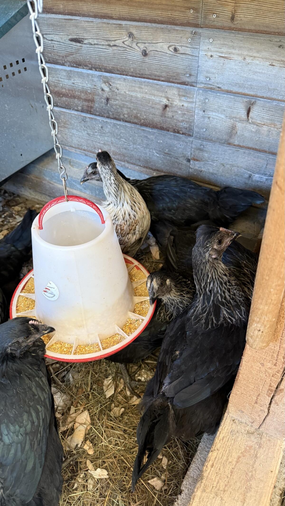 Rasse-Mix Junghennen 2