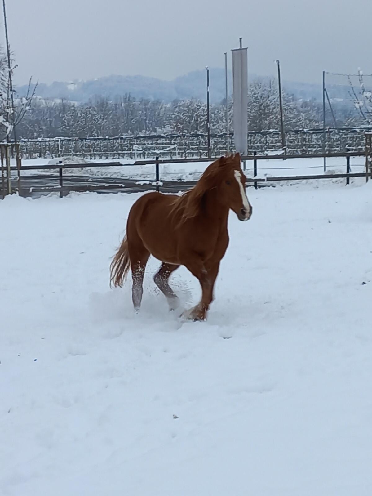 Pony-Wallach zu verkaufen 3