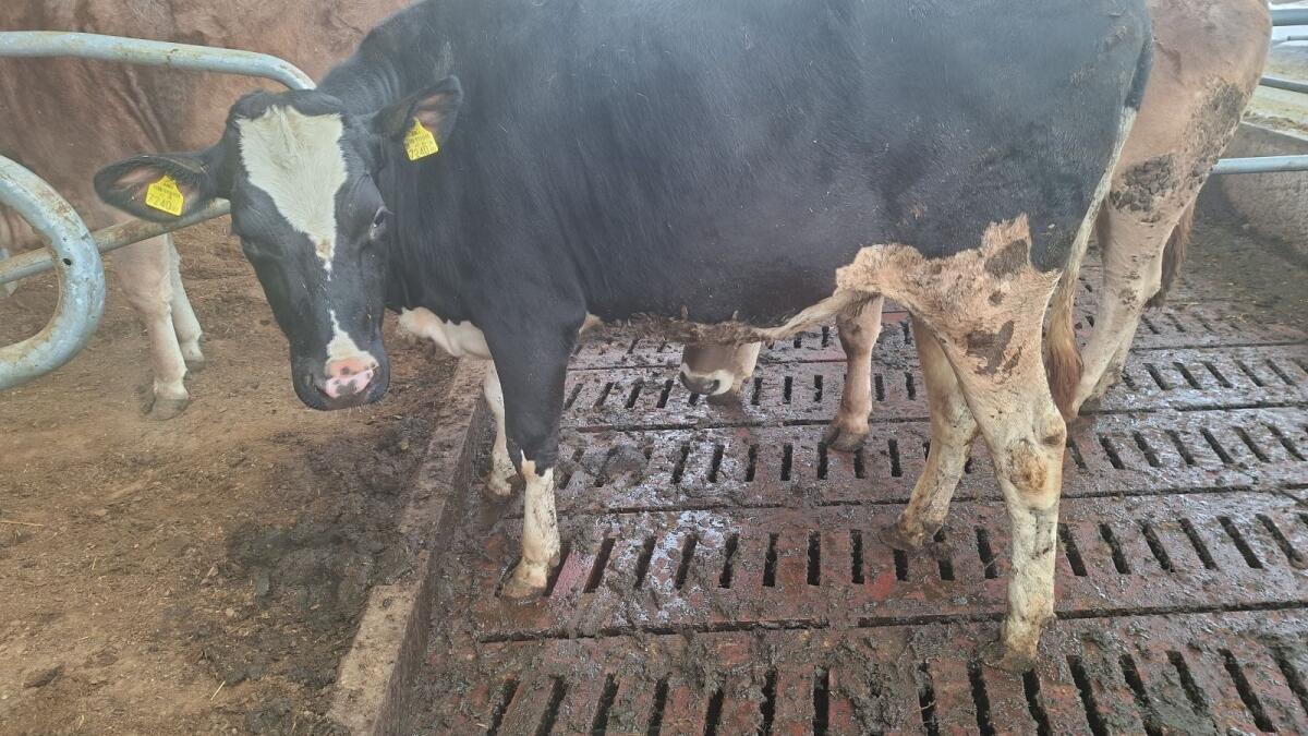 Trächtige Holsteinkalbin 2