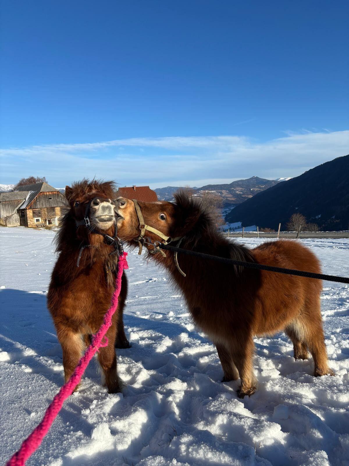 Mini Shetty Fohlen Gino 3