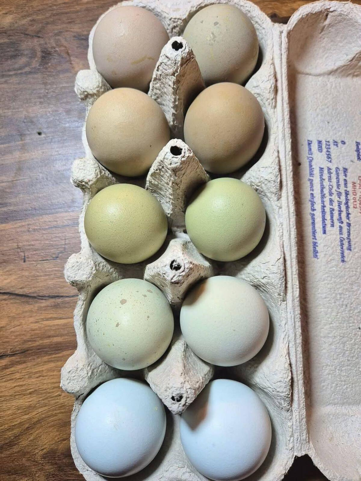 Buntleger Bruteier 2