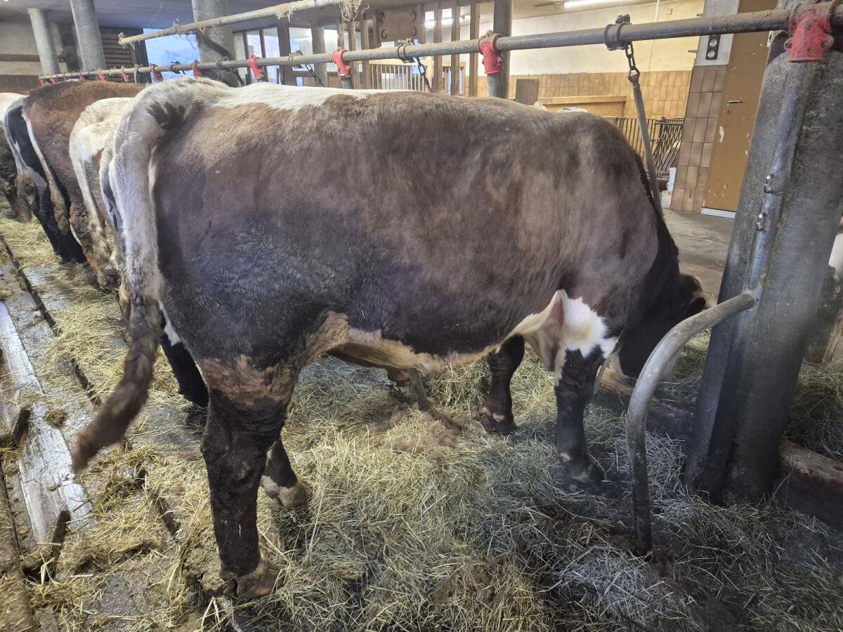 Braver Sprungstier 3