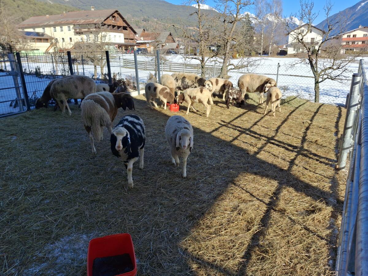Verkaufe komplette Herde gescheckte Bergschafe 2