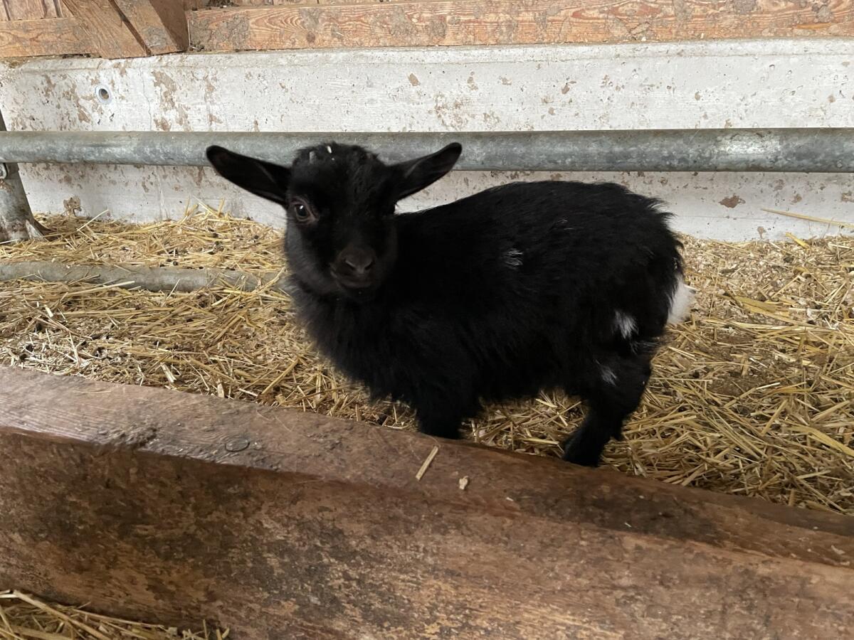 Zwergziege weiblich 3