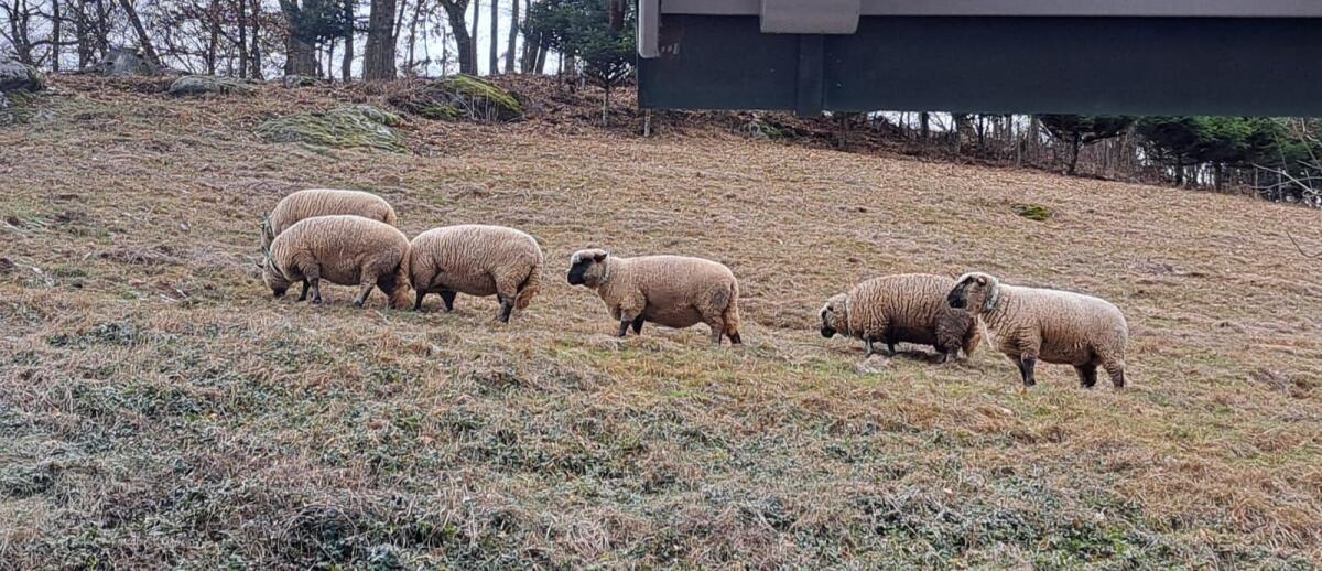 Verkauf 2 Shropshire Schafe 3