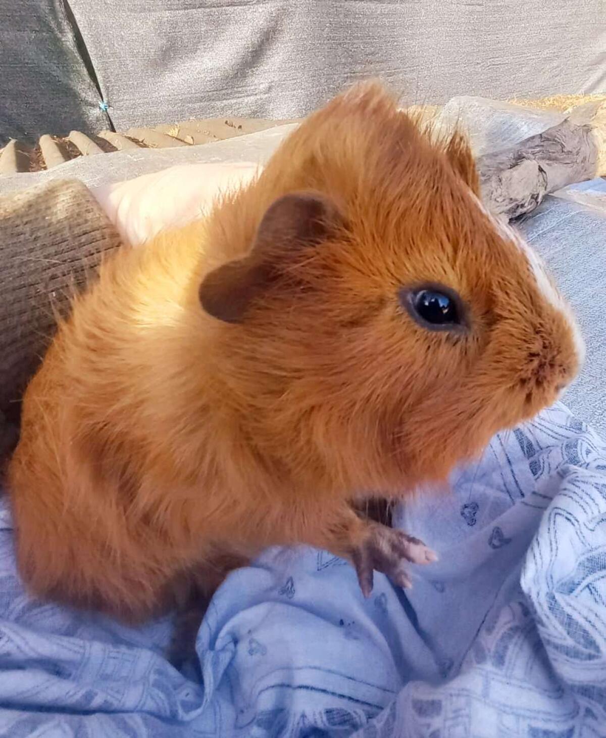Meerschweinchen 3